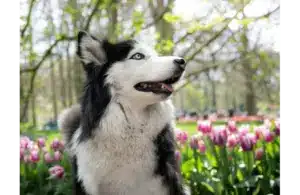 Husky, one of the many dogs getting ready for spring, with blue eyes in a park surrounded by blooming tulips