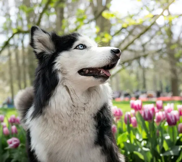 Husky, one of the many dogs getting ready for spring, with blue eyes in a park surrounded by blooming tulips