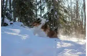 A collie jumping through thick snow, showing why pets can feel restless during late winter