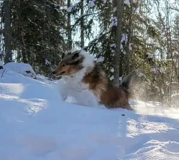 A collie jumping through thick snow, showing why pets can feel restless during late winter
