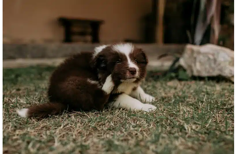 A brown and white puppy scratching its ear on grass