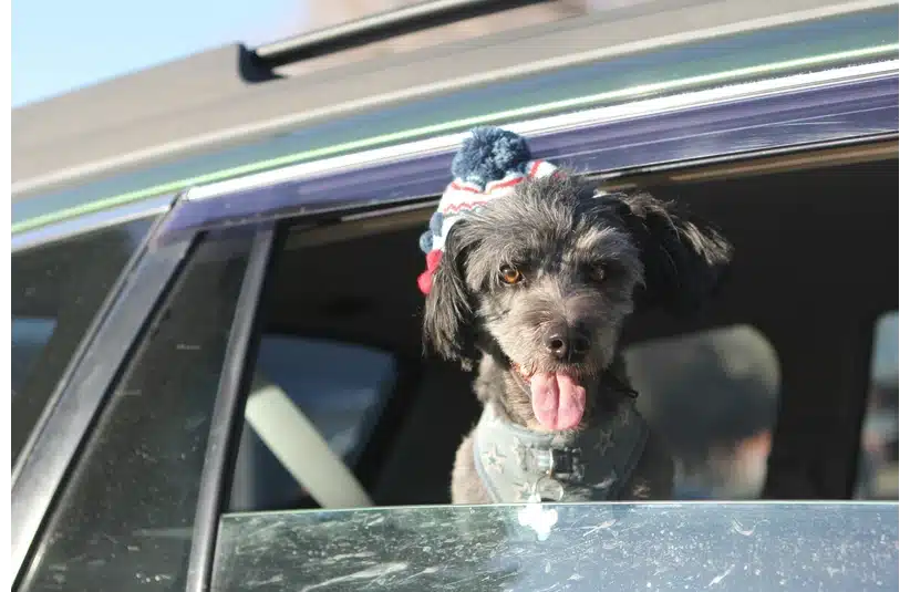 Dog inside a car with a winter hat on