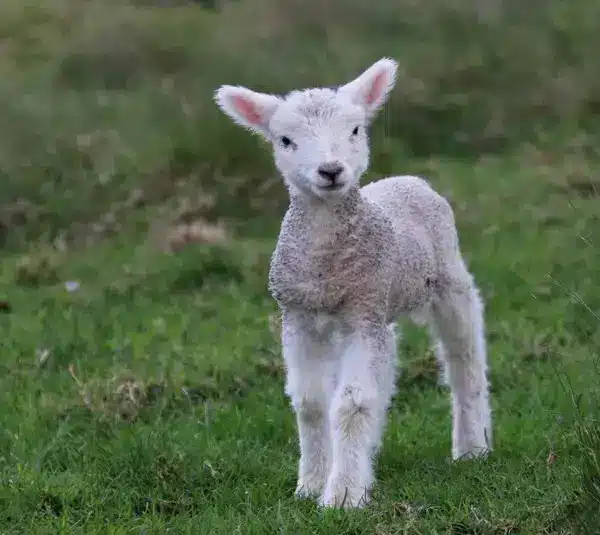 A Lamb, like the Jewish people are and whose blood they used in Exodus.