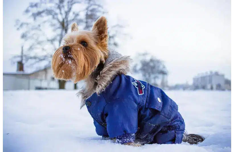 Dog wearing a warm winter coat in winter