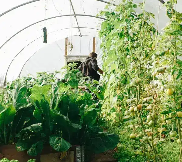 A view of greenhouse gardening