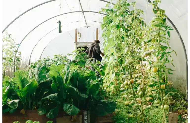 A view of greenhouse gardening