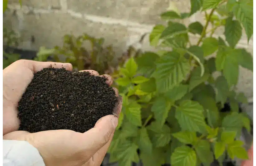 fetrilizers for soil and plants