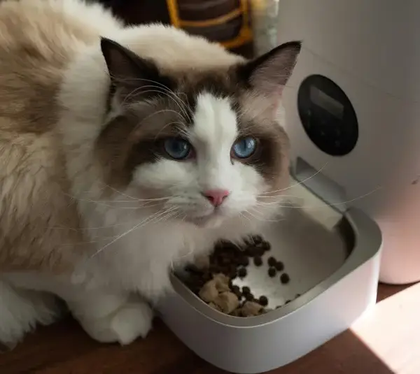 The Revolutionary Rise of Pet Tech in 2026: Trackers, Cameras, and Smart Feeders