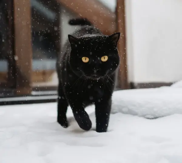 Top 5 Winter Pet Care Mistakes Most Owners Don’t Realize They’re Making