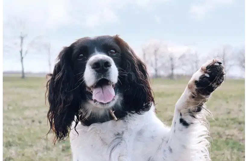 A black and white dog standing in a field