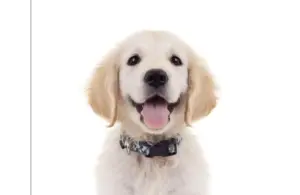 Puppy for DC/Guide Dogs of America partnership