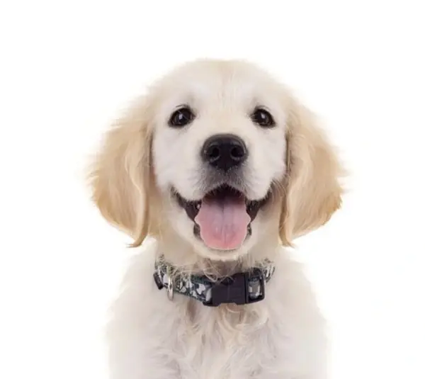 Puppy for DC/Guide Dogs of America partnership