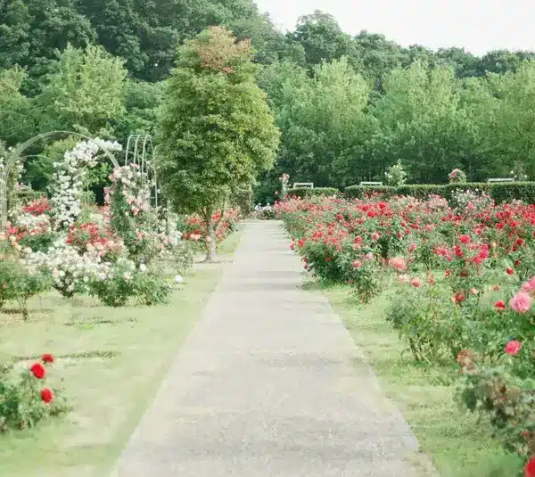 How American Planting Lore Shaped Amazing Modern Gardening.