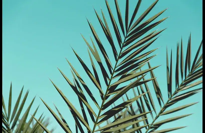 In daily devotion, Against a blue sky palm branches are seen in photo.