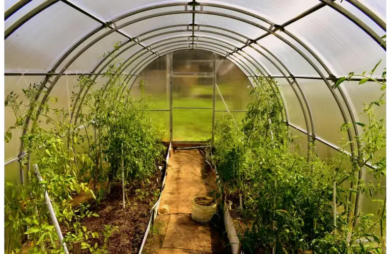 A broad camera view of a greenhouse garden