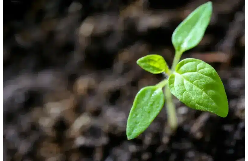 In daily devotion, a  shoot or small plant grows from the ground. 