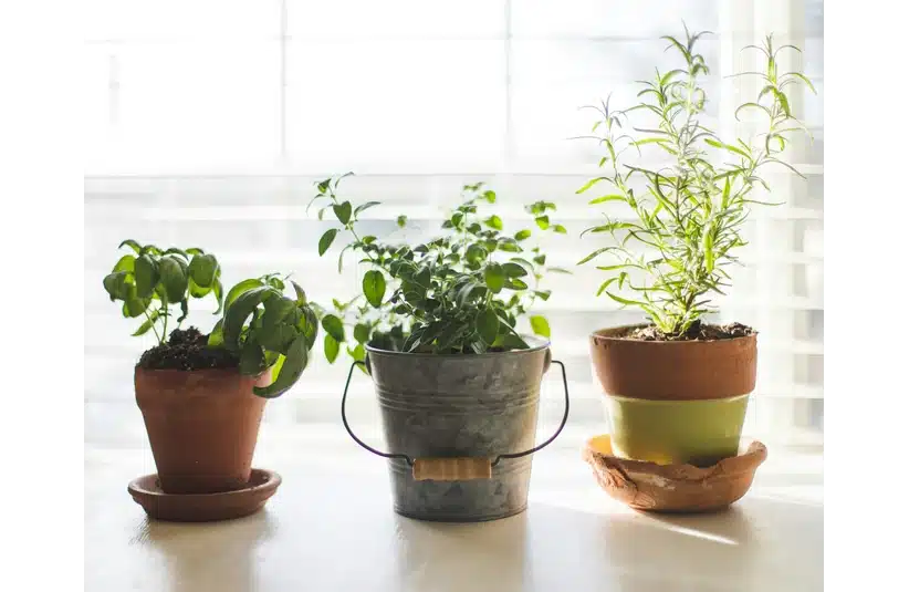 Three potted herbs sit on a sunlit windowsill. From left to right, there's basil in a terracotta pot, oregano in a metal bucket, and rosemary in layered pots.