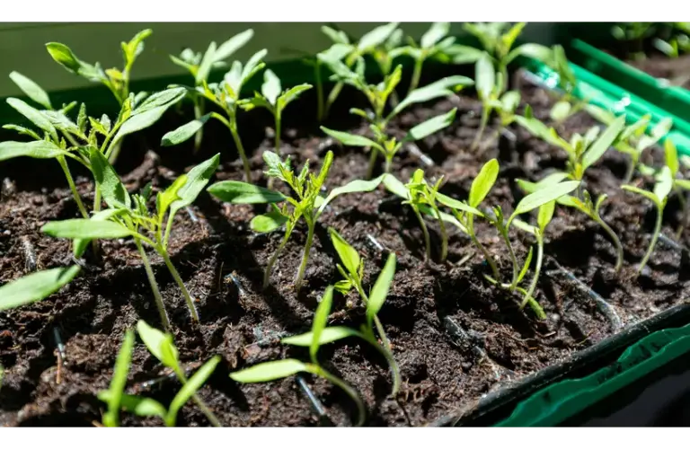 Closeup of seed starting in soil under sunlight, showcasing new life