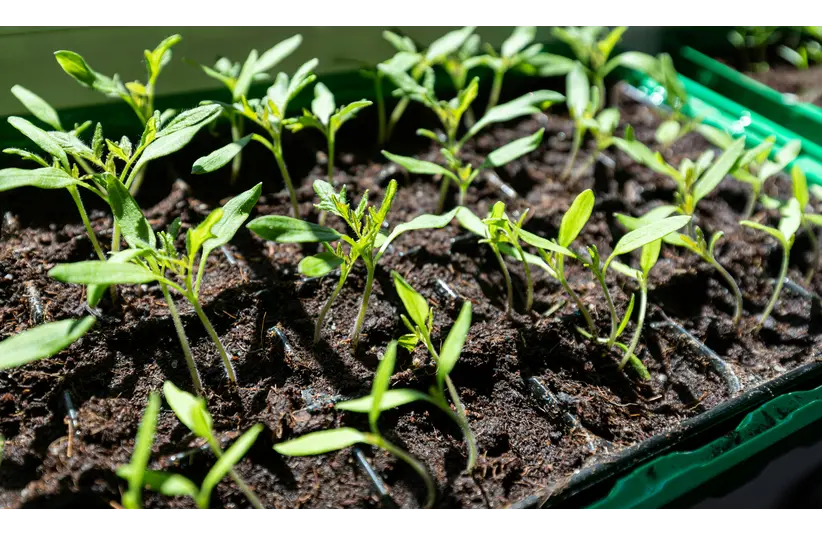 Closeup of seed starting in soil under sunlight, showcasing new life