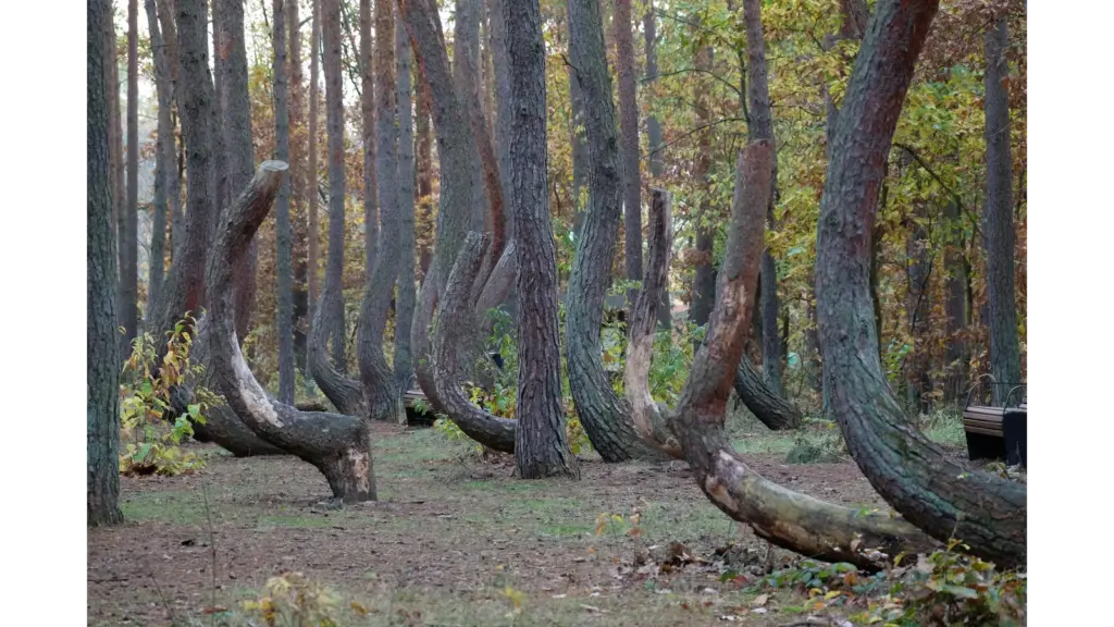 “Unique curved pine trees creating a mystical atmosphere in the crooked forest during autumn.”