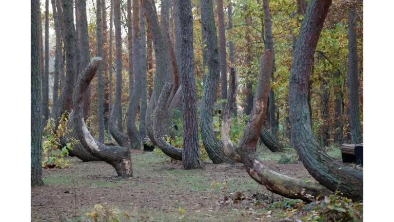 “Unique curved pine trees creating a mystical atmosphere in the crooked forest during autumn.”