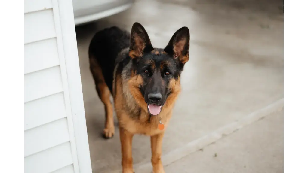 a German Shepherd dog standing outdoors on a concrete surface, looking alert like the perfect home watchdog.