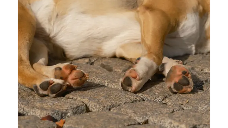 A close‑up image of a sleeping dog's pet paws resting on cobblestones outdoors in daylight, capturing a peaceful moment in the summer heat.