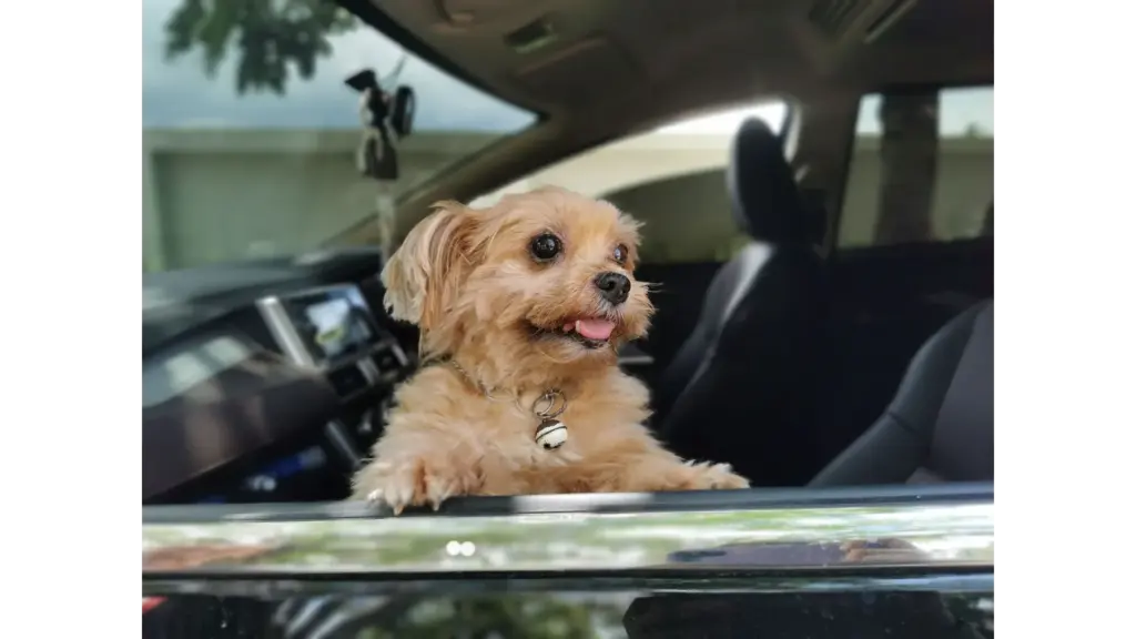 Yorkshire Terrier dog happily looking out a car window in Tambon Nong Khrok, soaking in the breeze like a tiny pet travel pro ready for adventure.