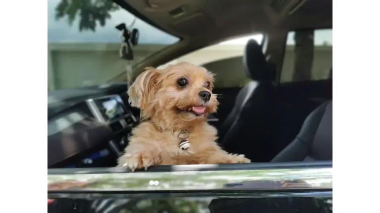 Yorkshire Terrier dog happily looking out a car window in Tambon Nong Khrok, soaking in the breeze like a tiny pet travel pro ready for adventure.