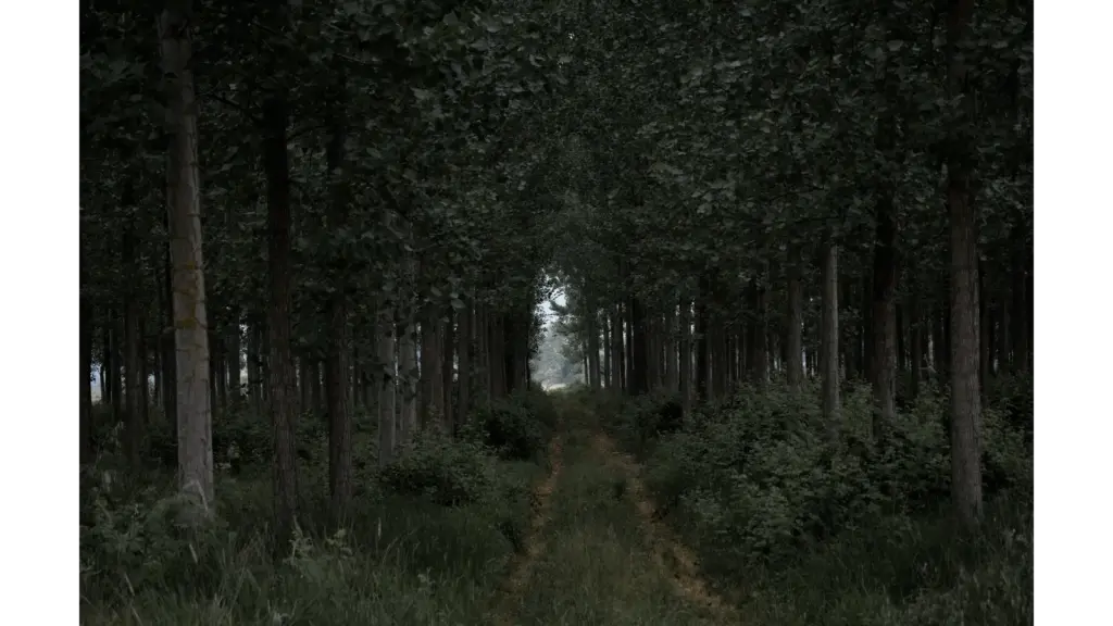 Dense forest with a pathway leading through lush green trees in the quiet presence of the forest whistler.