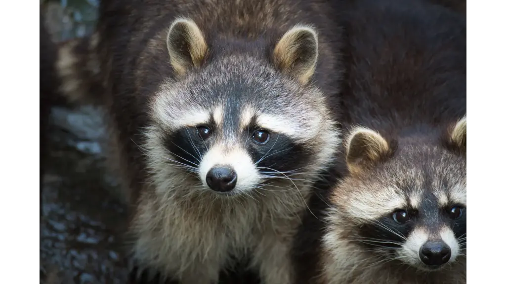 A detailed close‑up of two raccoons staring intently, their black masks clearly visible, capturing the secretive charm of backyard animals.