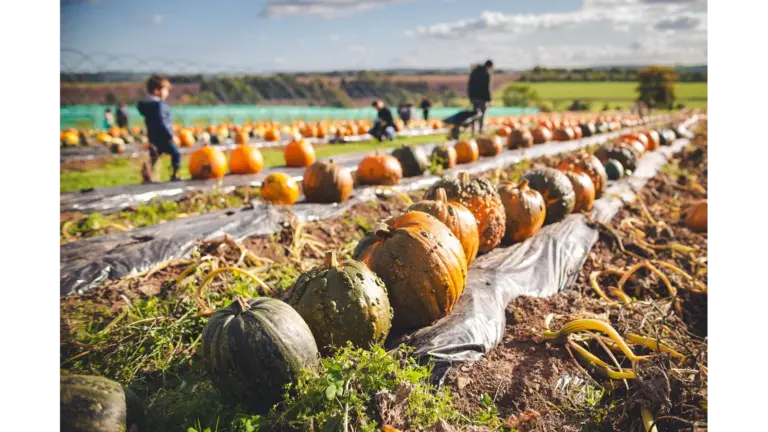 Colorful pumpkins in an autumn field with people selecting and harvesting, capturing the simple joy of autumn adventures.