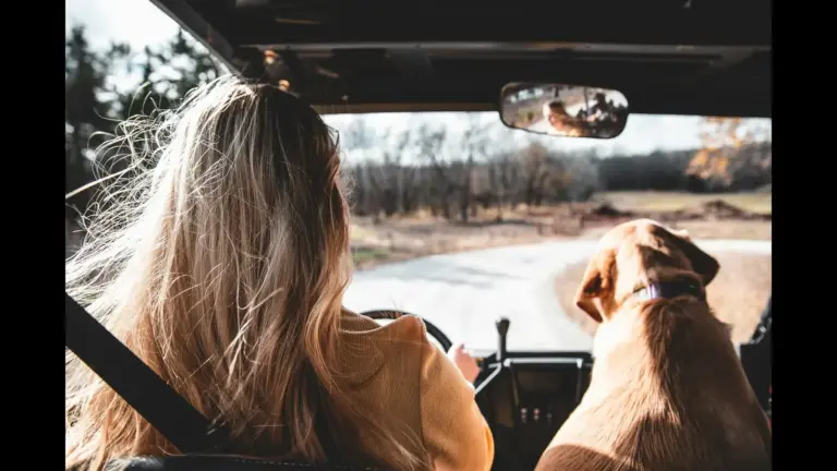 A woman driving with a dog sitting beside her, viewed from behind. Road trip, vacation, Labor Day weekend, travel on a budget