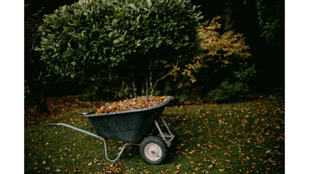 A garden wheelbarrow piled with fall leaves sits on leaf-strewn grass beneath dense shrubs, creating a quiet fall mood.