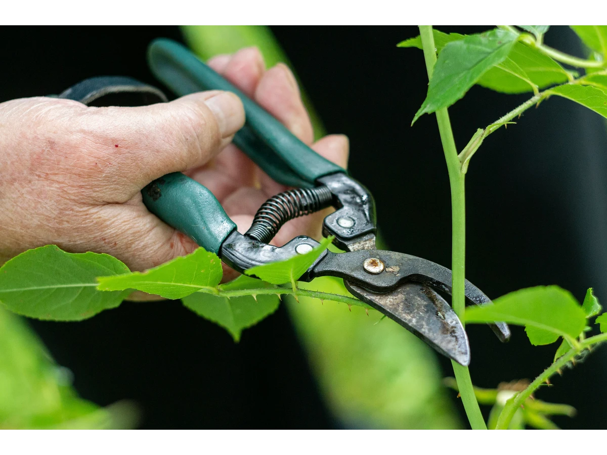 A gardener’s hand uses a handled pair of pruning shears to trim a leafy plant stem.