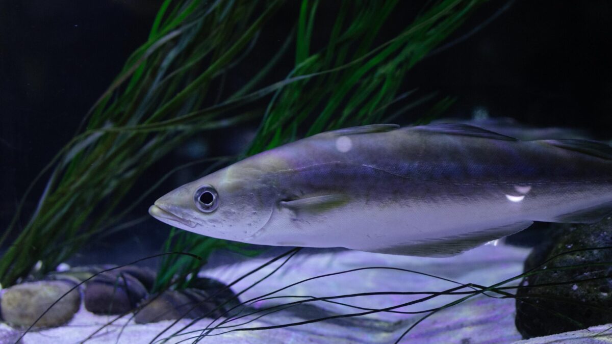 Alaska Pollock Trawling Dispute