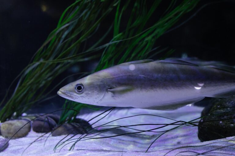 Alaska Pollock Trawling Dispute