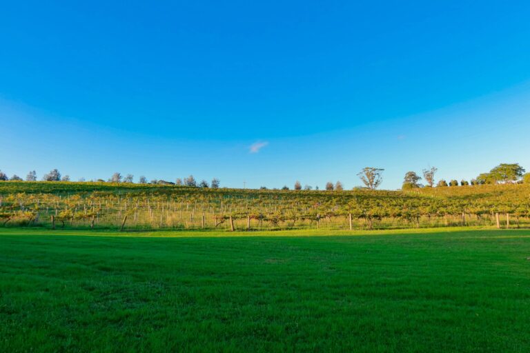 Stock vineyard landscape illustrating the Winbirri Vineyard grape theft report